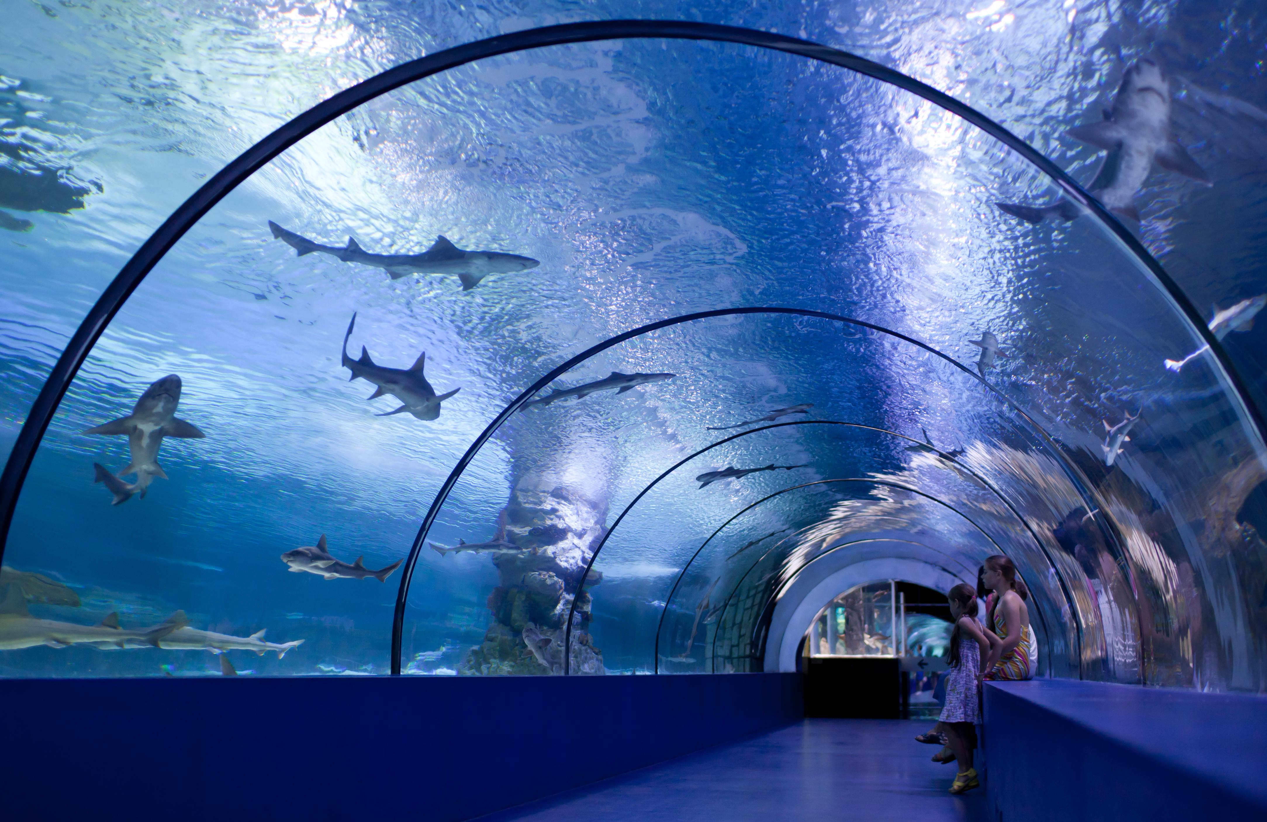 Underwater tunnel of the Fakieh Aquarium