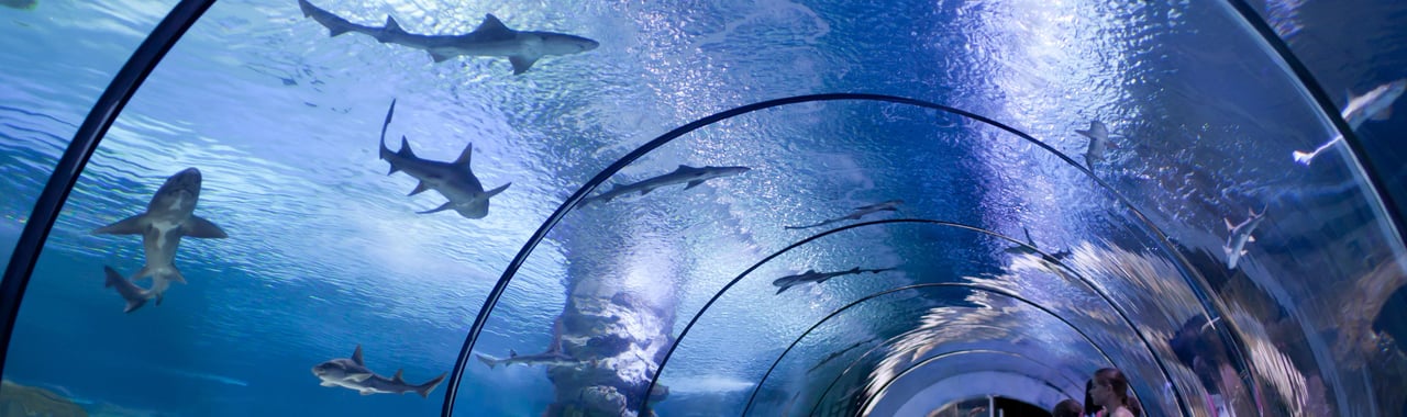 Underwater tunnel of the Fakieh Aquarium