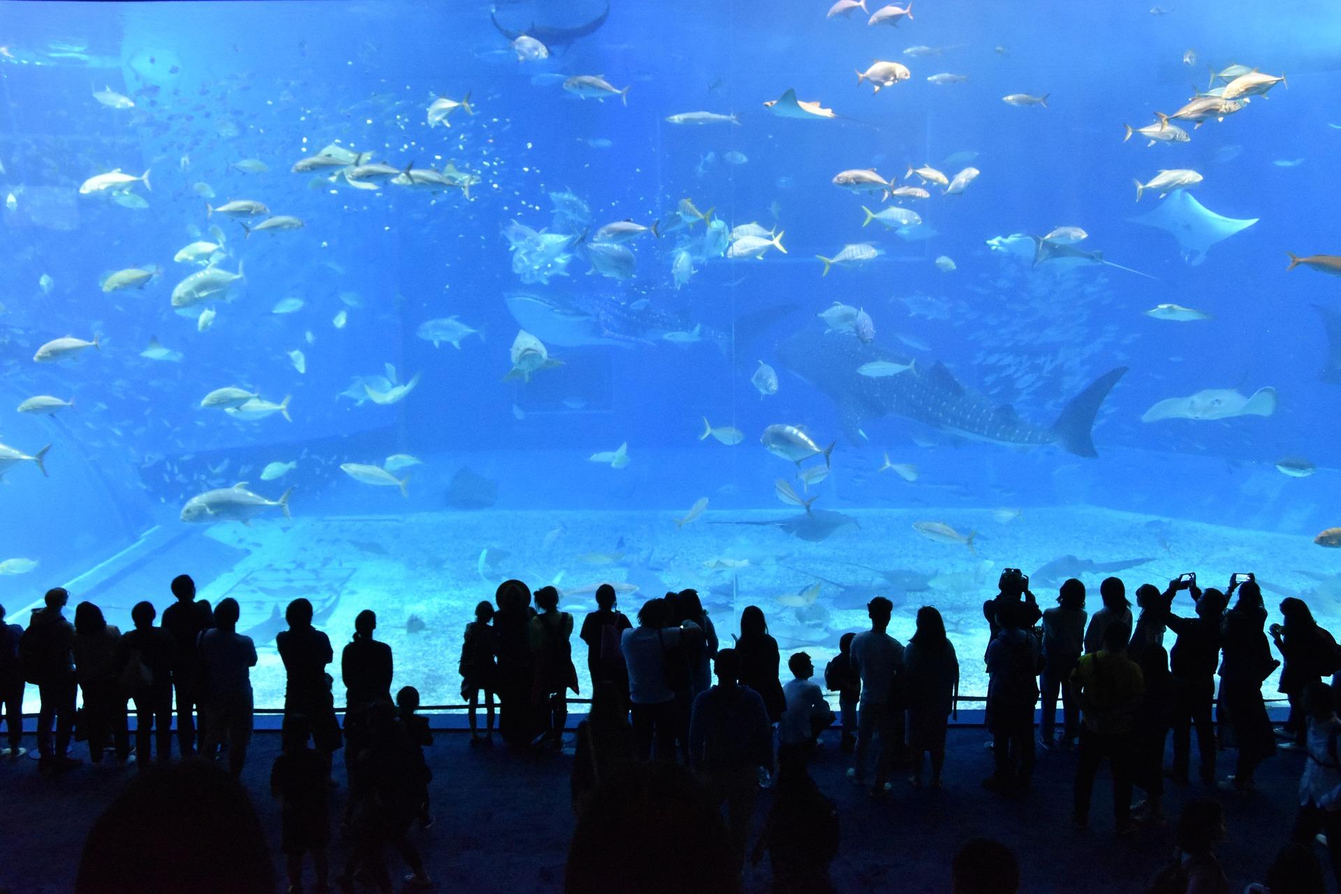 Aquarium Sea Life