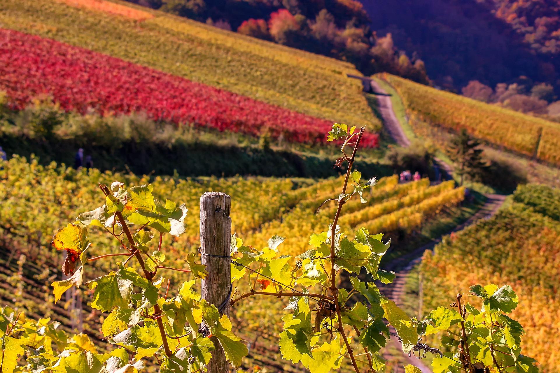 Paysage de vignes en France