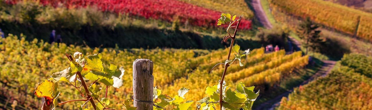 Paysage de vignes en France