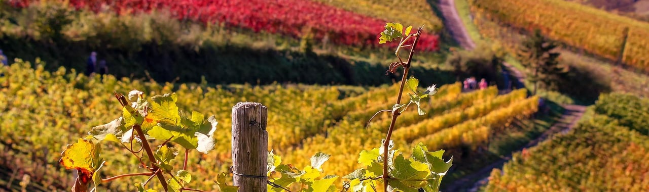 Paysage de vignes en France