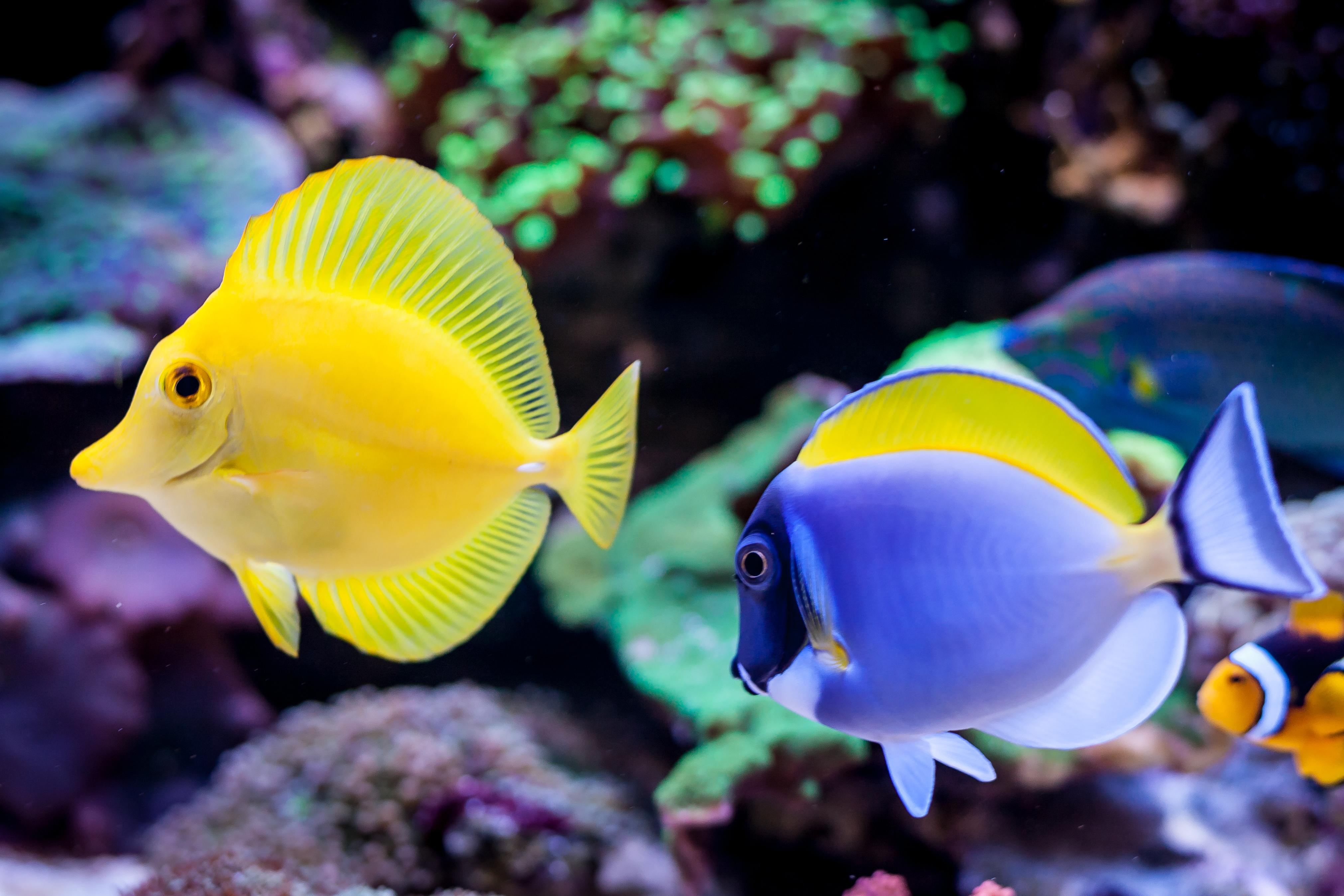 Vannes Aquarium