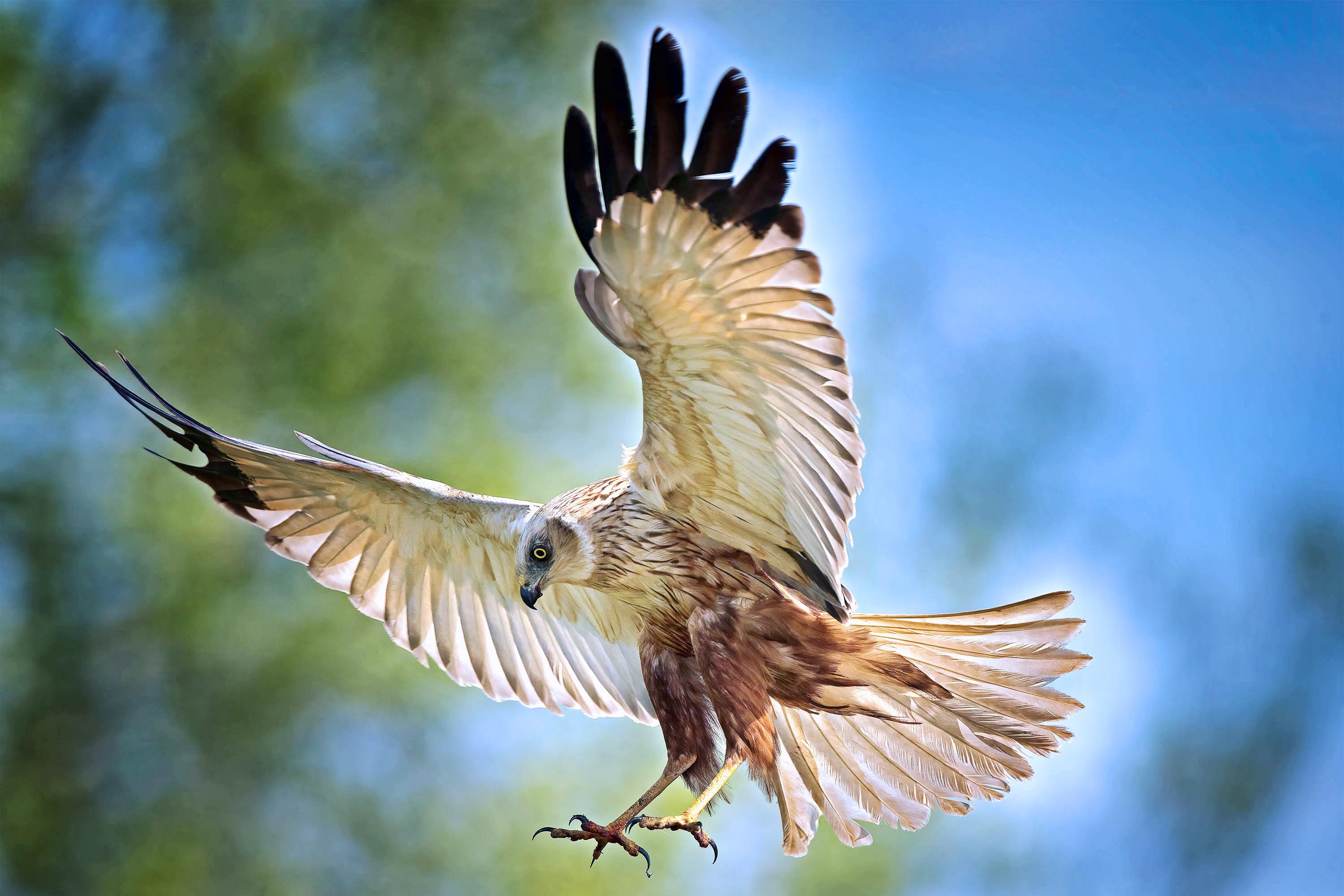 Parc naturel régional de Brière