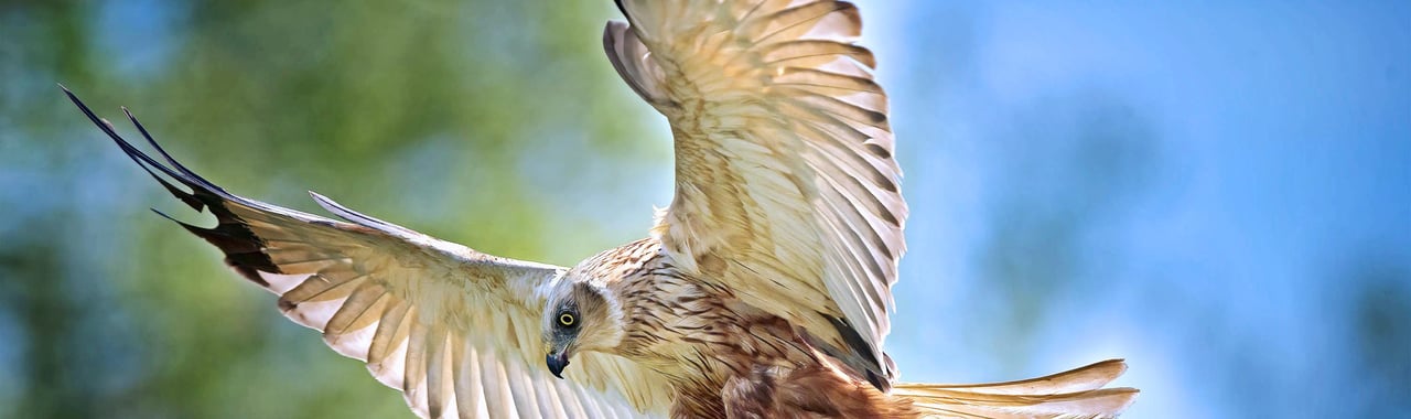 Parc naturel régional de Brière