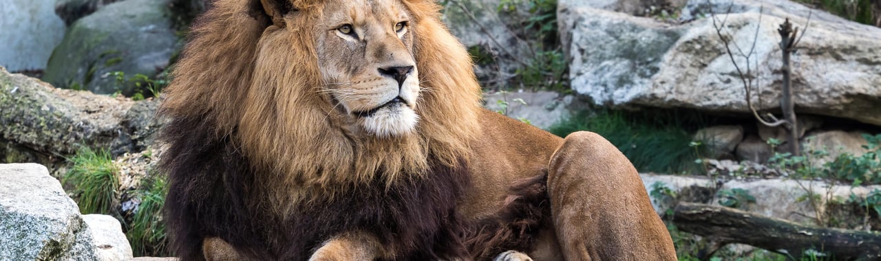 Lion Zoo Basel