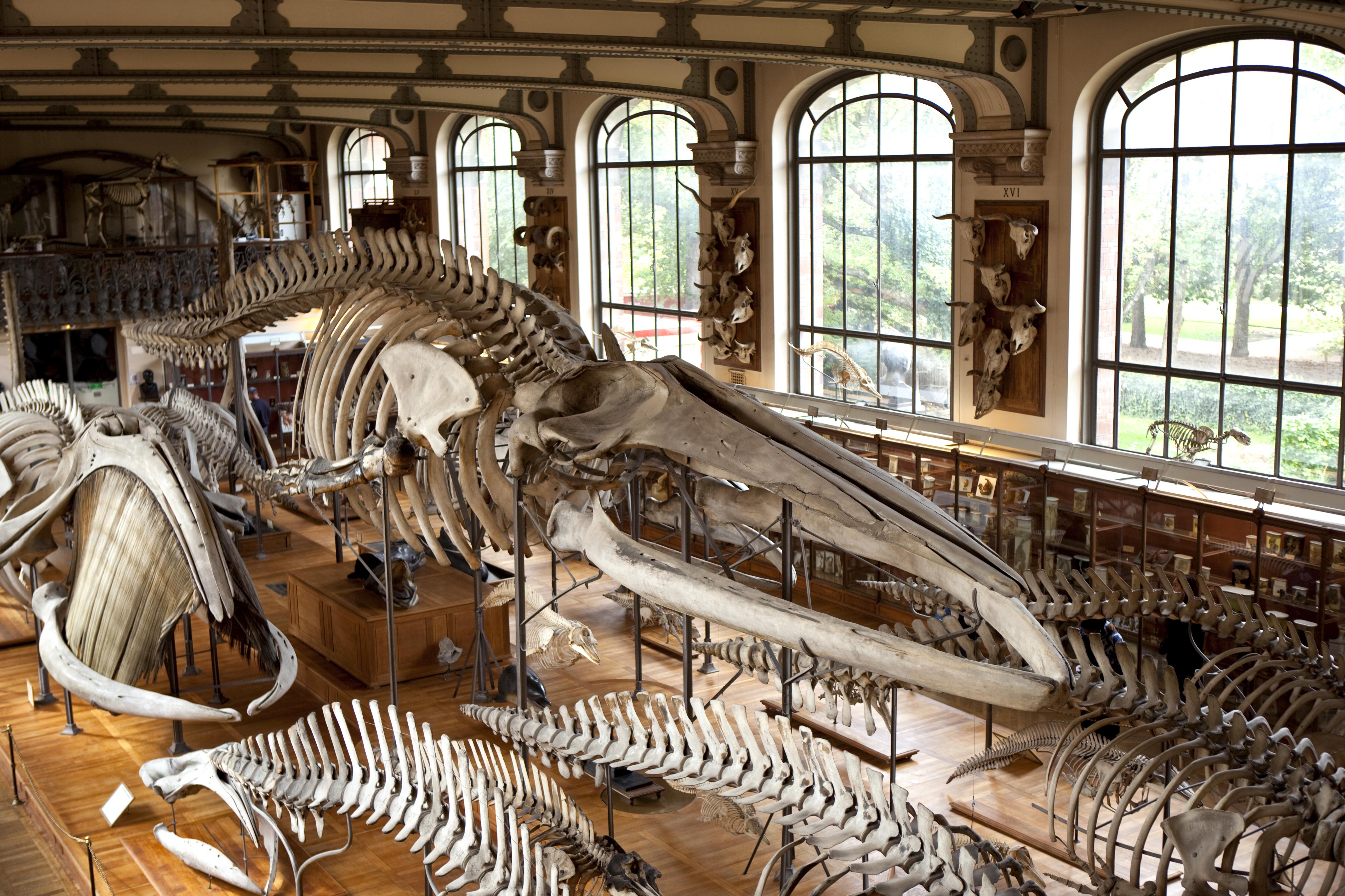 Le Musée d'histoire naturelle de Lille