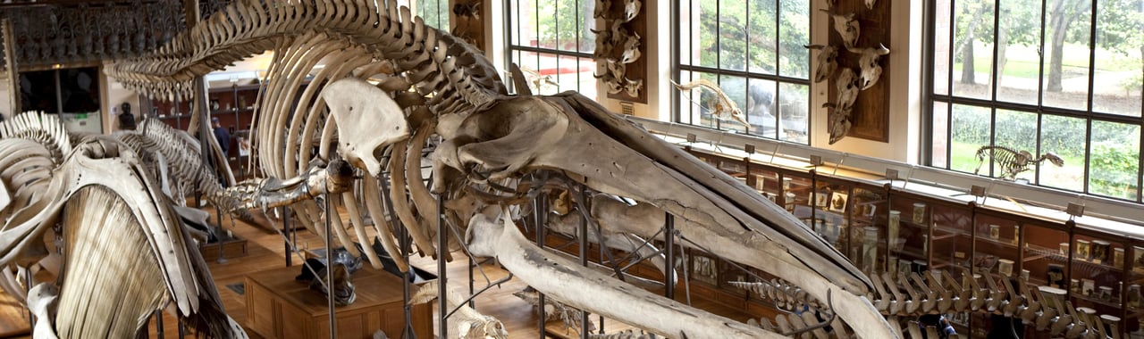 Histoire naturelle Le Musée d'histoire naturelle de Lille