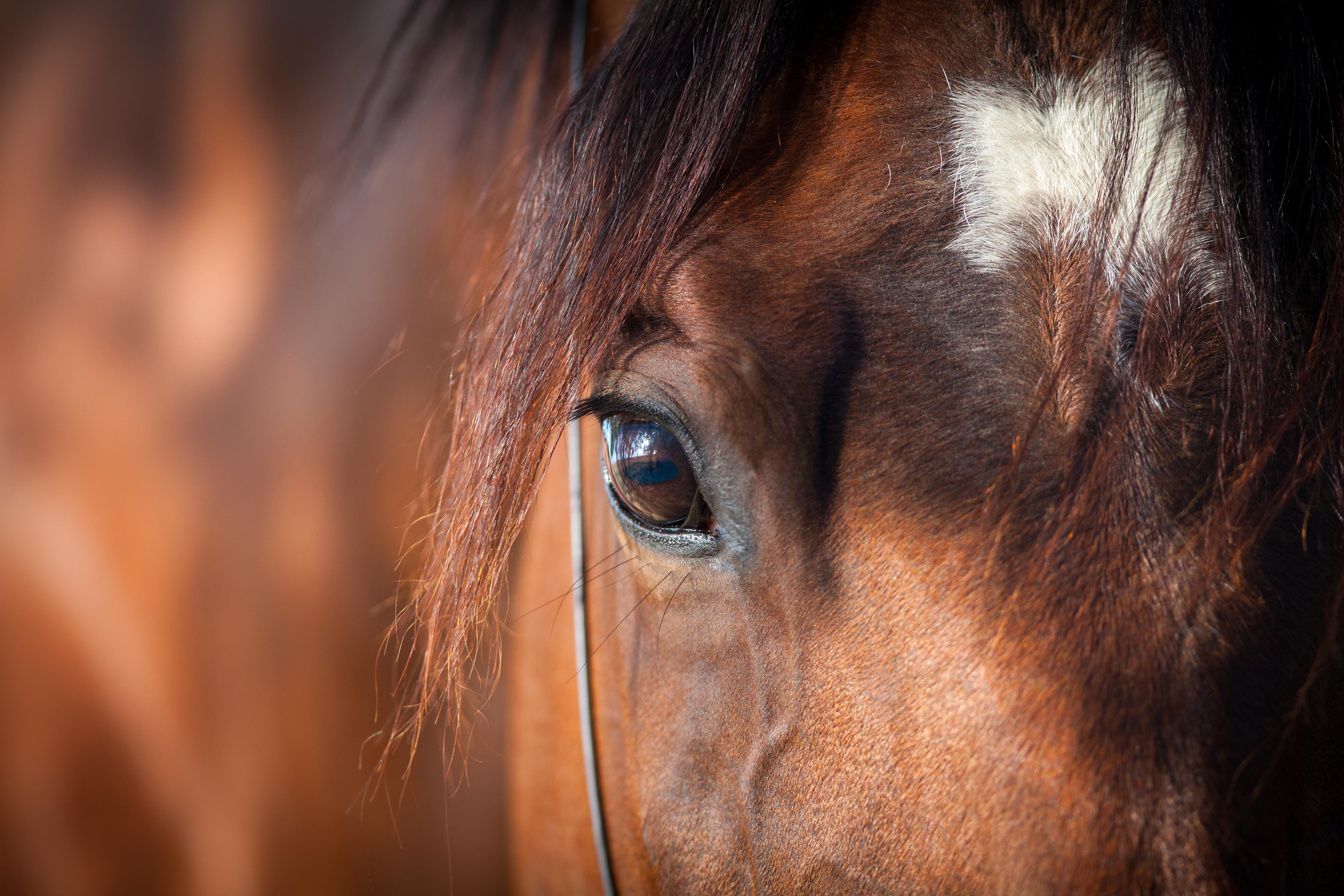 Réserver un hébergement pour le Salon du Cheval de Paris