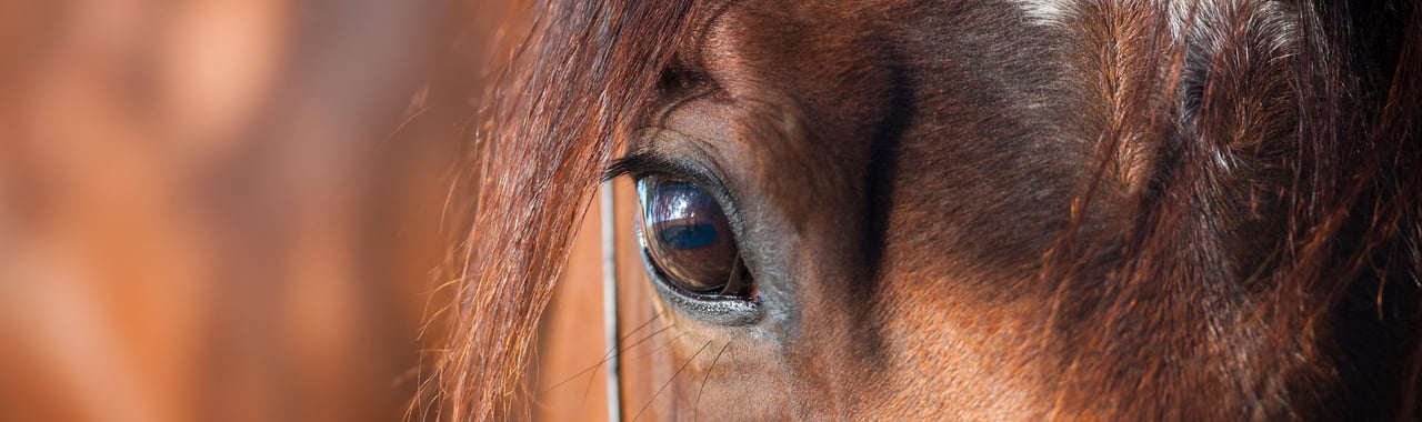Cheval Réserver un hébergement pour le Salon du Cheval de Paris