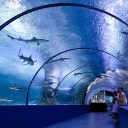 Underwater tunnel of the Fakieh Aquarium