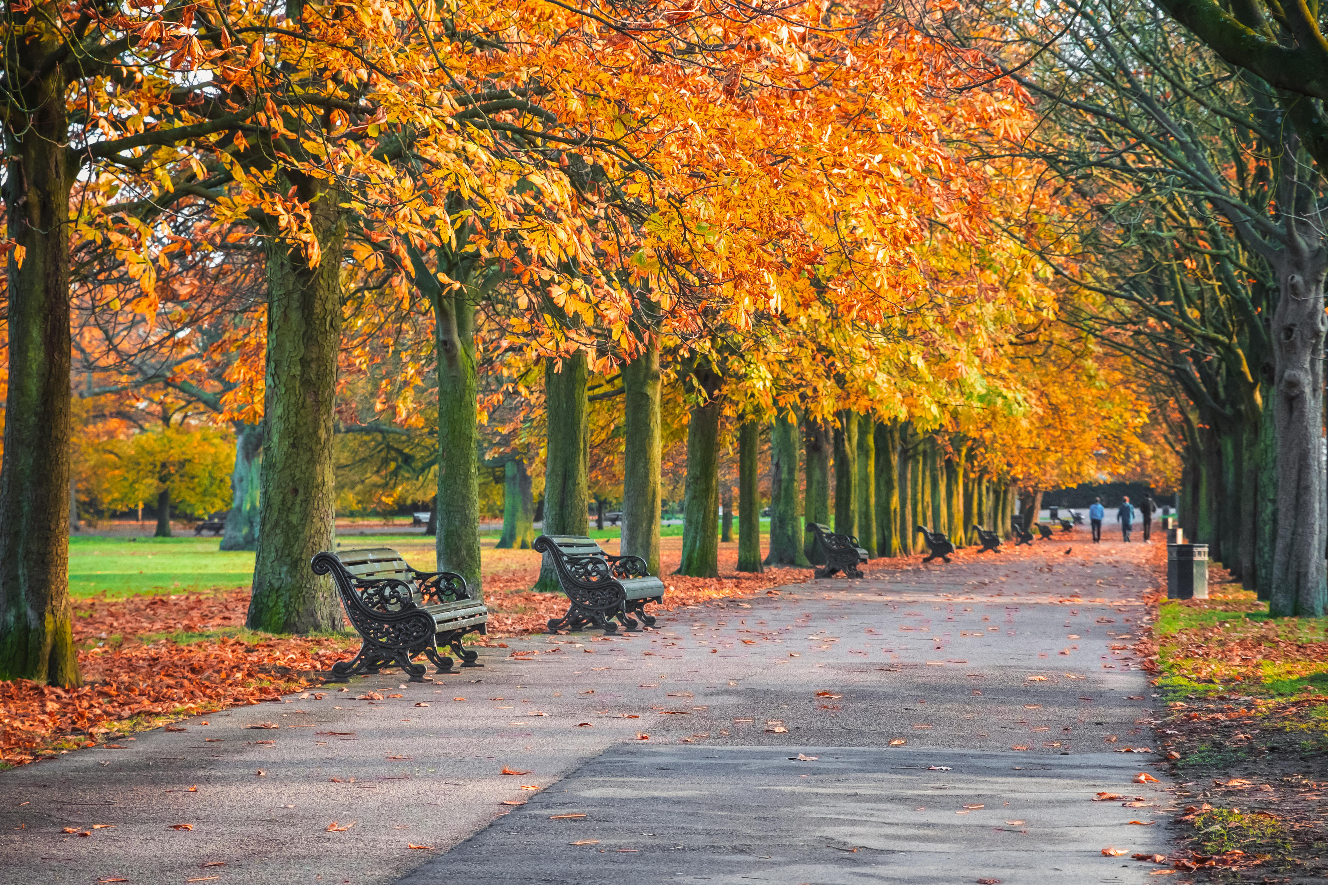 London Millfields Park