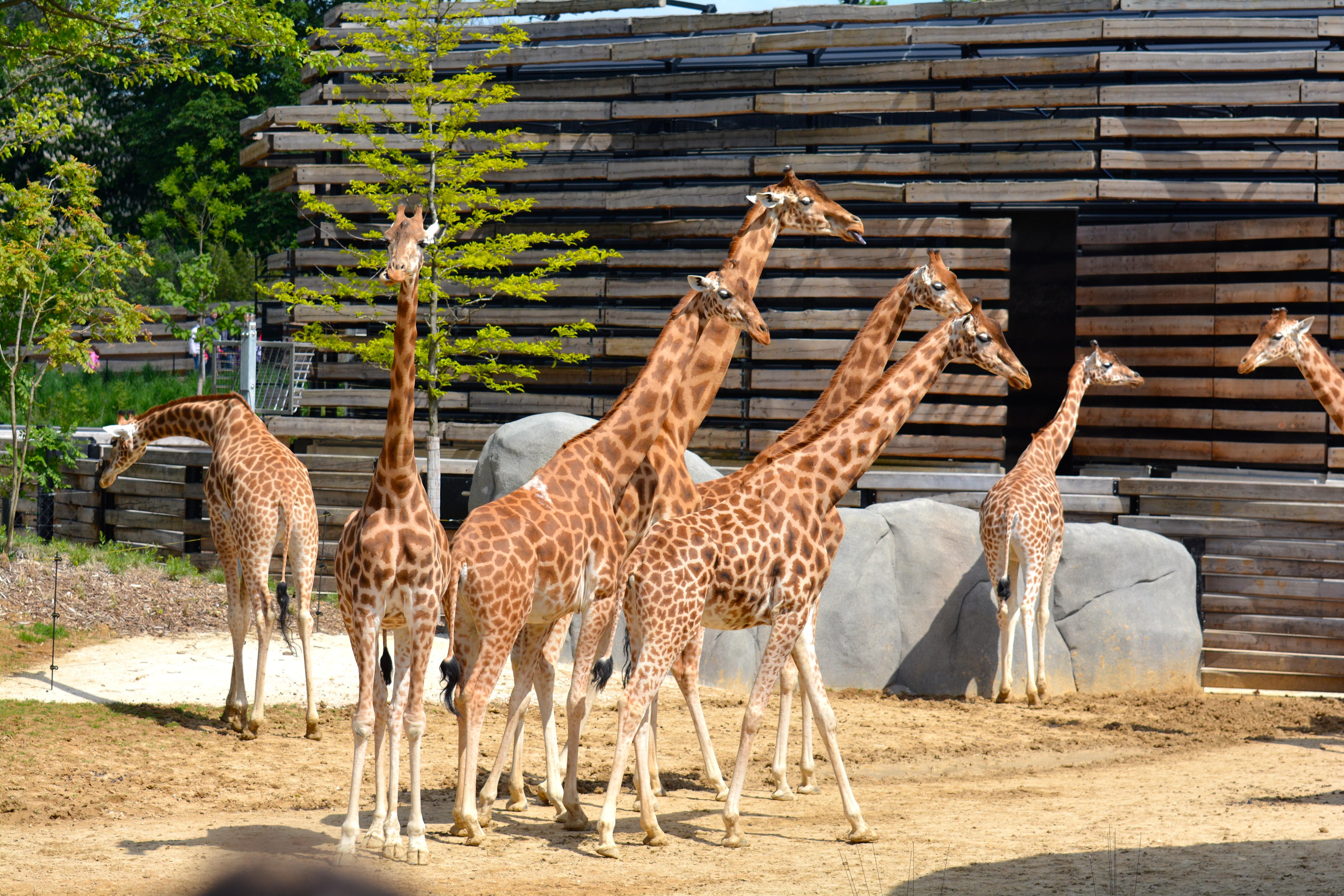 Le zoo de Vincennes